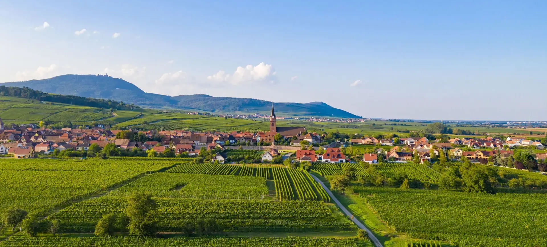 le vignoble autour de Bergheim